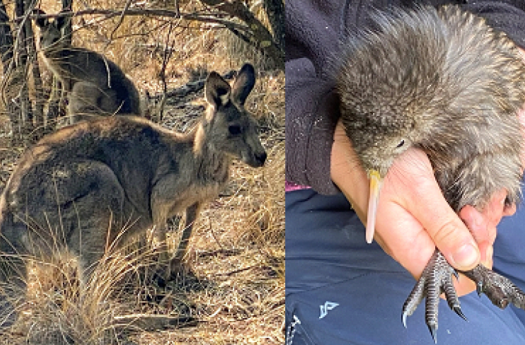Kangaroo Kiwi