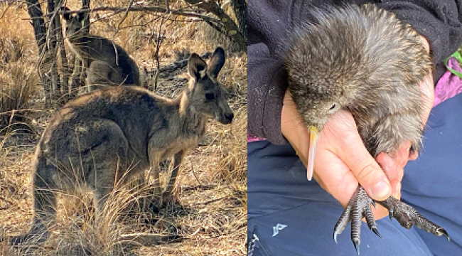 Kangaroo Kiwi