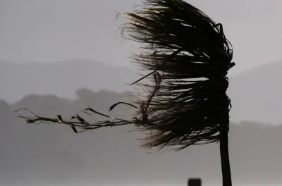 A cabbage tree in a storm resilience report cover