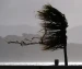 A cabbage tree in a storm resilience report cover